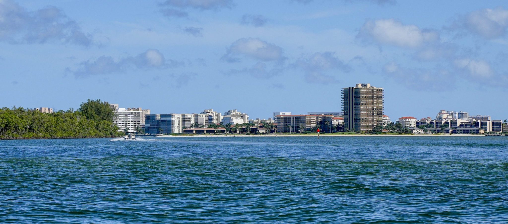 The Rare Junonia Shell, Tips On How To Find One Blog