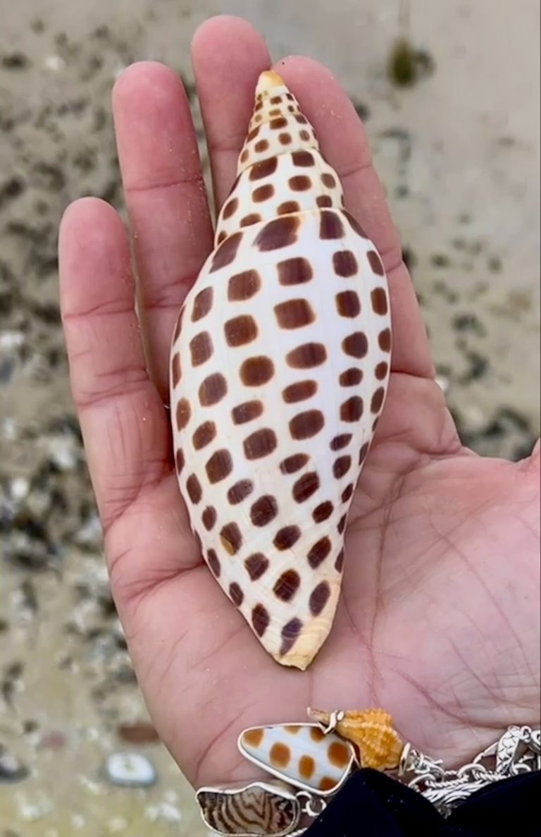 The Rare Junonia Shell, Tips On How To Find One Blog