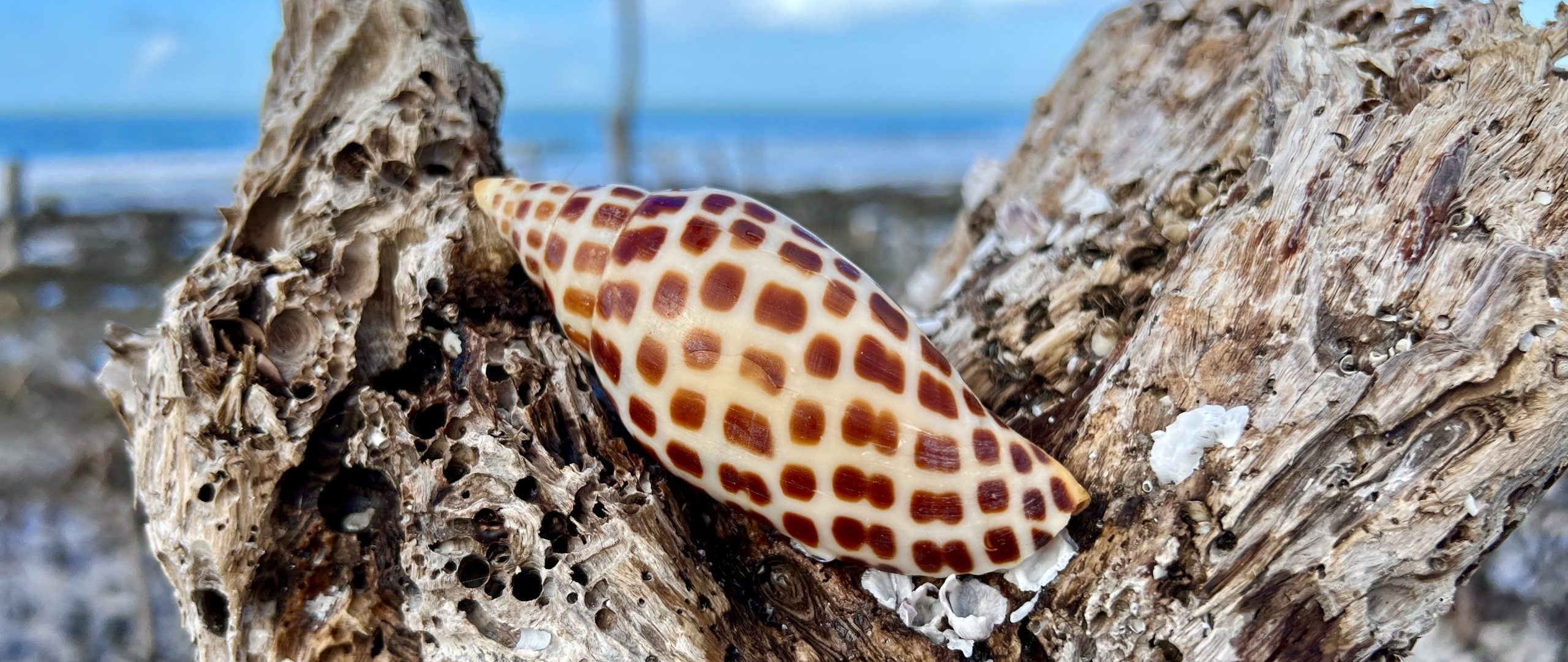 Junonia Shell| Rare Shells| How to find a junonia| Everwter Charters