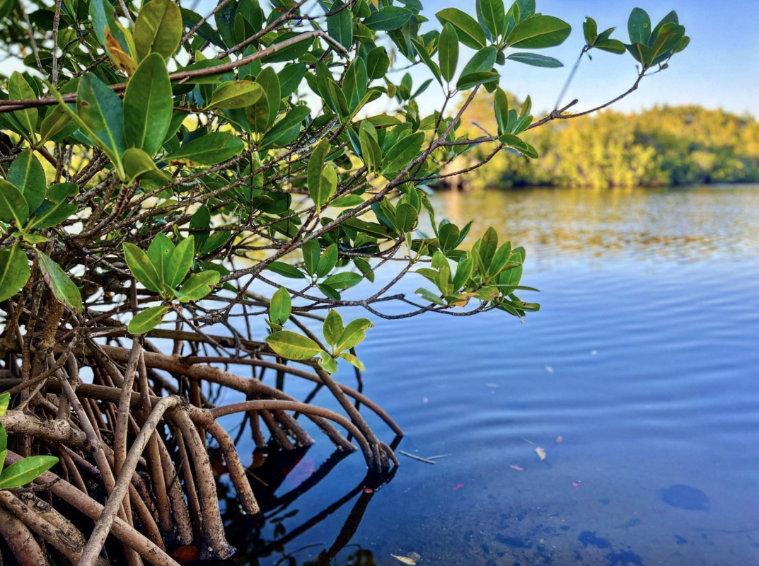 Mangroves | Everwater Charters