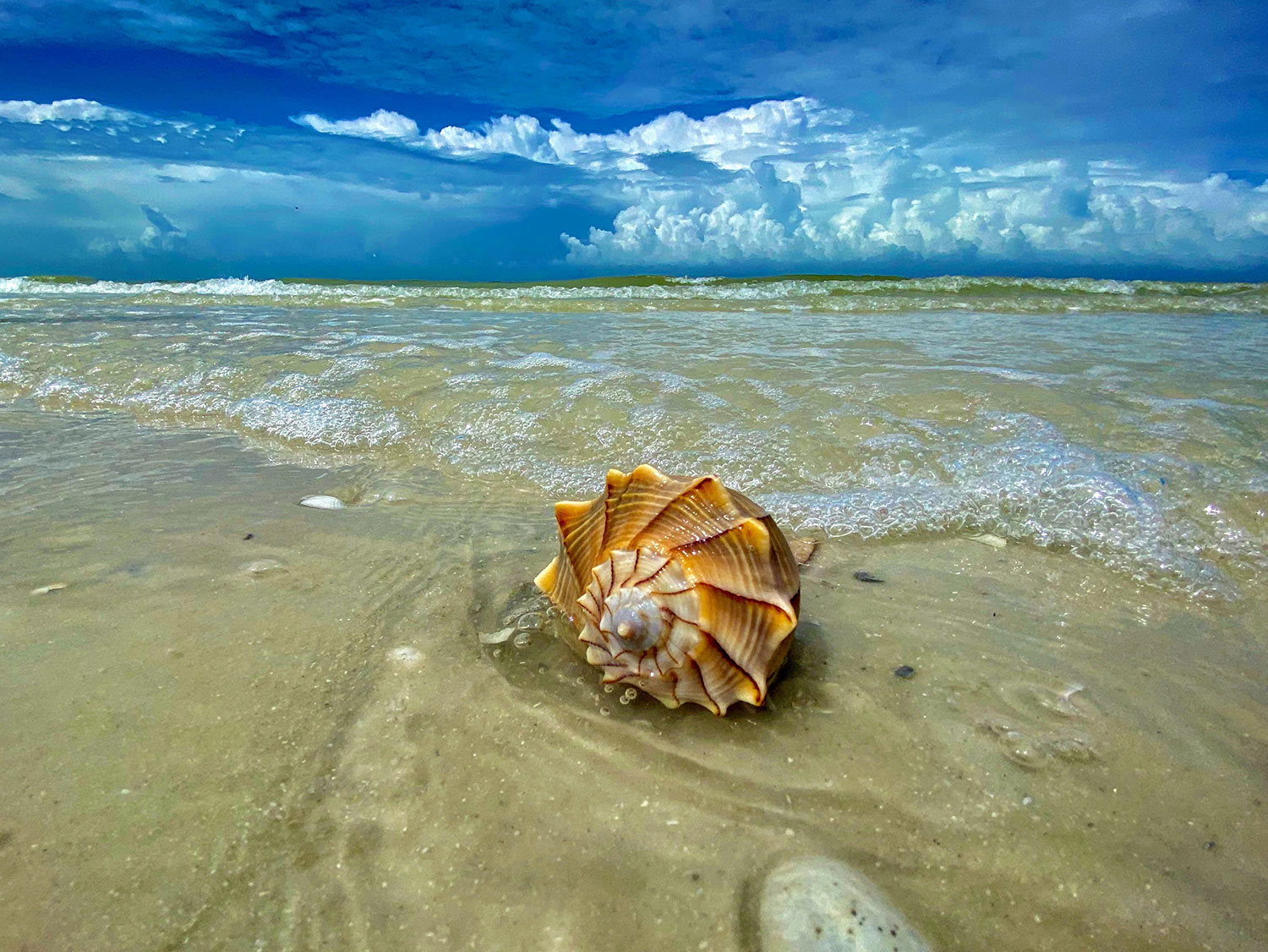 Lightning Whelk Shell discovered on Dickman's Island | Everwater Charters & Tours Shelling Tour of the Ten Thousand Islands, Florida