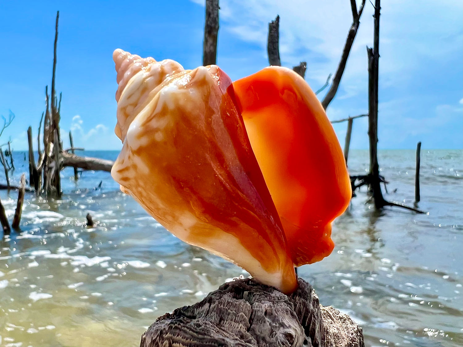 Fighting Conch Shell discovered on an Everwater Charters & Tours Shelling Tour of the Ten Thousand Islands, Florida