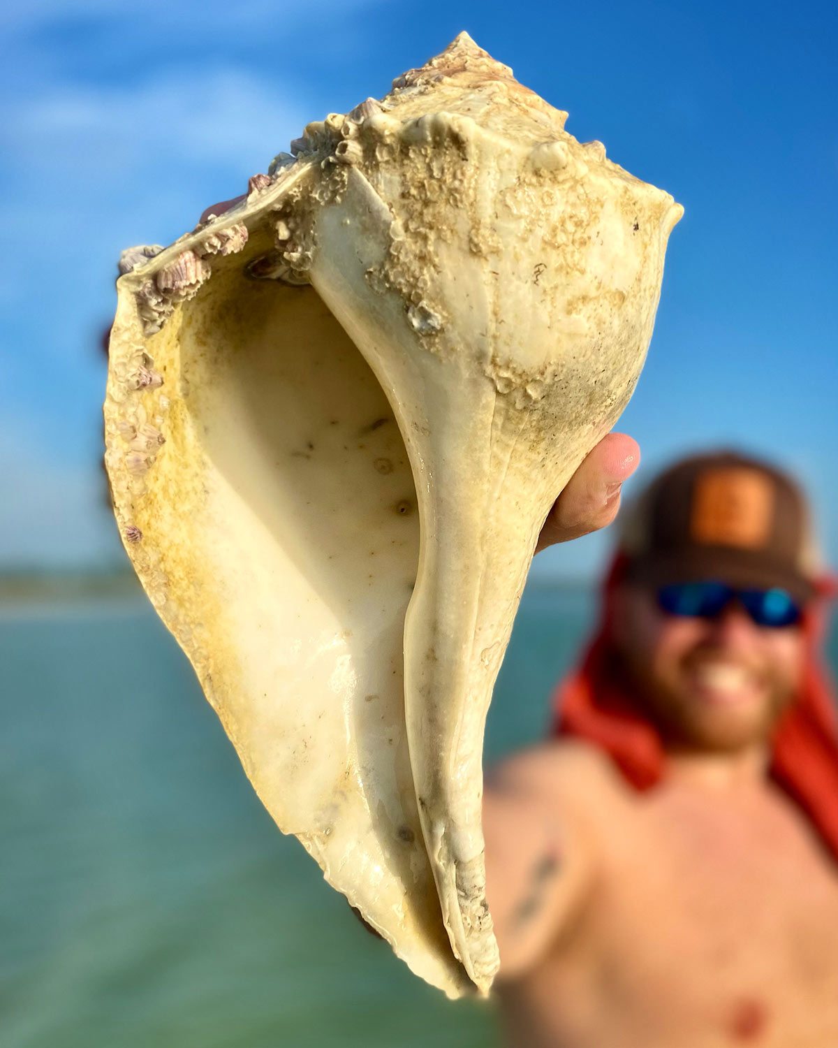 Large Lightning Whelk discovered on an Everwater Charters & Tours Shelling Tour of the Ten Thousand Islands, Florida
