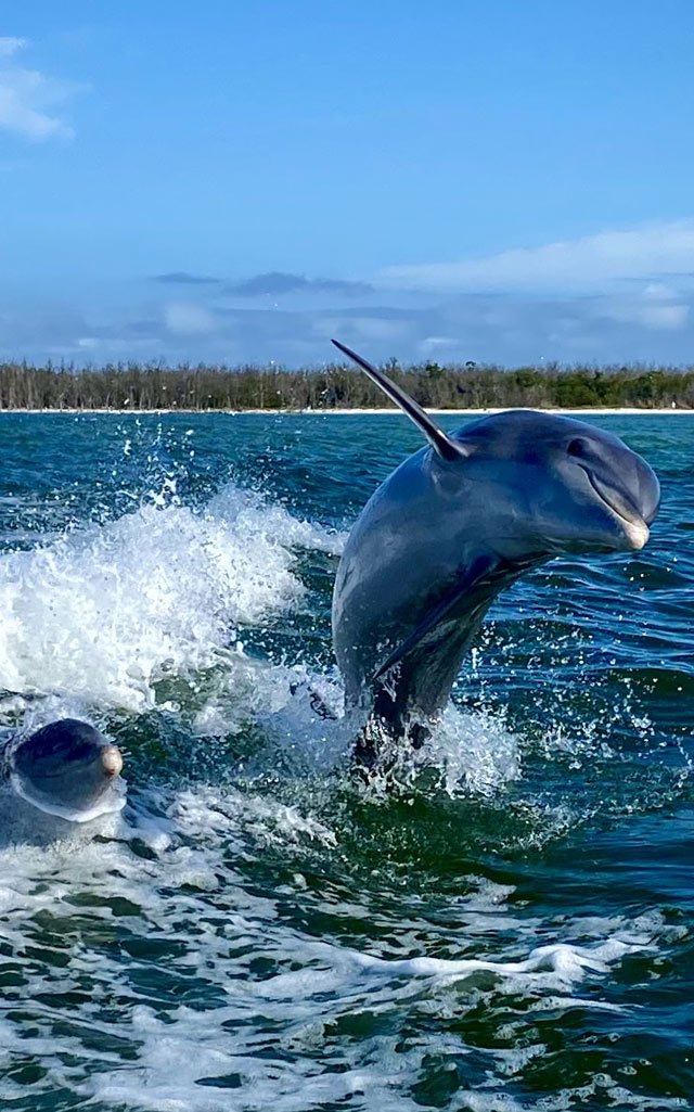 Ten Thousand Islands Dolphin Tours with Everwater Charters & Tours
