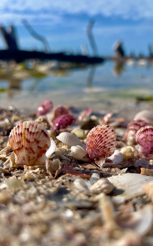 Ten Thousand Islands Shelling Tours with Everwater Charters & Tours