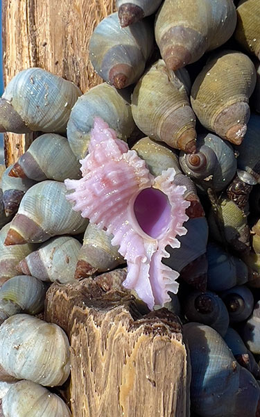 Shells you may discover when visiting the Ten Thousand Islands in Southwest Florida