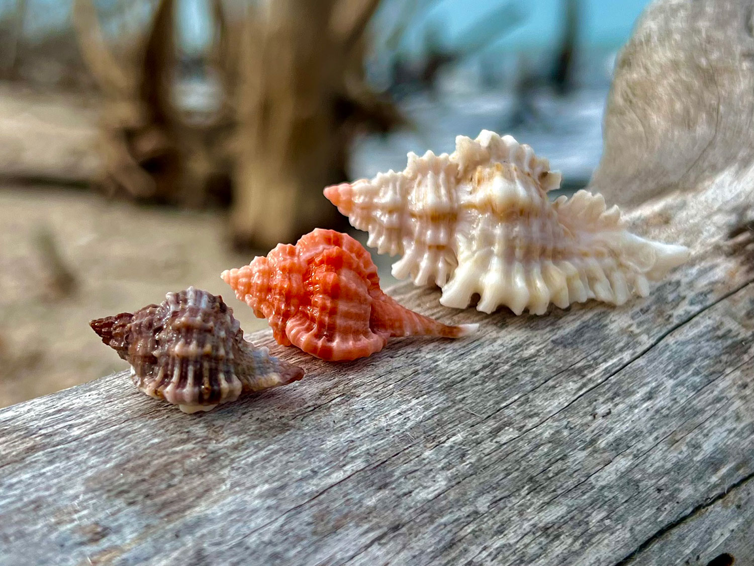 Murex Family Shells discovered on an Everwater Charters & Tours Shelling Tour of the Ten Thousand Islands, Florida